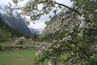 山间繁花盛开的春日美景
