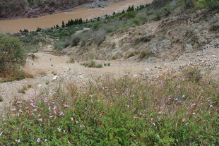 山间野花盛开的自然景致