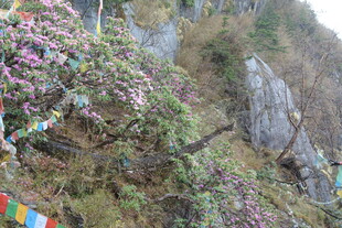 山间繁花与经幡装点的峭壁