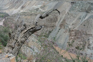 山间枯树枝 独特自然景观