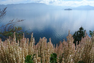 湖畔花草与宁静湖水美景