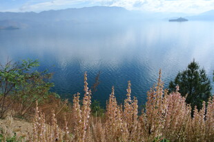 湖畔风光 草木与湖水相映