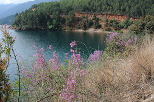 湖畔绽放的绚烂野紫花