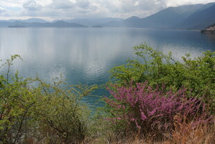 湖畔美景 绿植繁花映碧水
