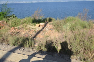 湖畔植被与蜿蜒小径