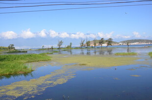 水乡风光 宁静自然之景
