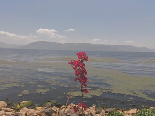 山巅红植映广阔原野