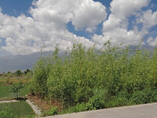 路边葱郁绿植与蓝天白云