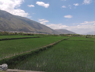 田园风光中的翠绿稻田