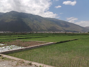 田园风光中的广袤绿色稻田