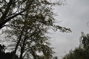 秋日树梢 天空朦胧景象