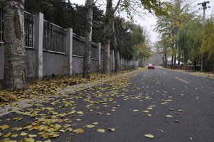 秋日落叶铺就的静谧道路