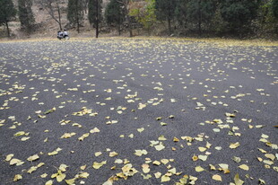 路面铺满金黄落叶景象