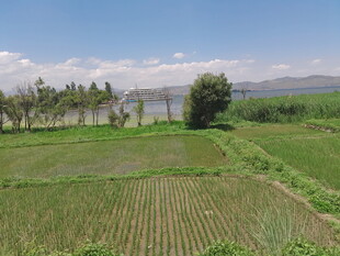 田园风光中的绿色稻田