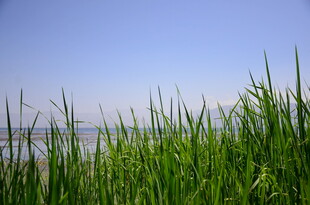 青青野草 蓝天之下的生机