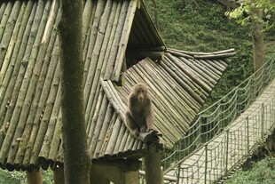 山间木质小屋与蜿蜒栈道