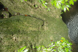 青苔覆盖的湿润岩石角落