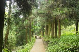 林间幽径 绿意盎然的漫步道