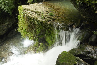 山间清泉绕覆苔岩石