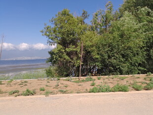 湖畔绿树旁的开阔风景