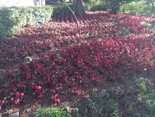 繁花似锦的多彩花卉景观