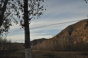 黄昏下的山野树木景观