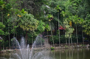 湖畔喷泉与葱郁绿植景观