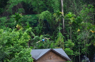 山林中的小屋与飞翔小鸟