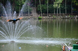 湖畔喷泉旁飞鸟嬉戏