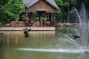 湖畔喷泉旁的飞鸟景致