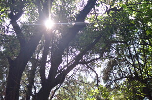 阳光透过枝叶洒下的美景