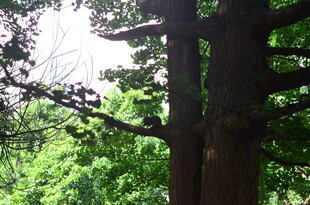 茂密森林中的高大树木