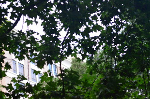 透过枝叶看城市建筑