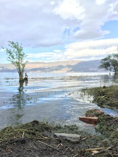 水畔孤树 自然静谧之景