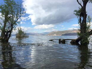 湖畔树木与宁静水面景观