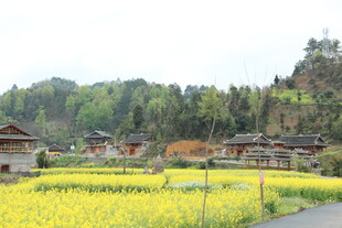 春日乡村油菜花田美景