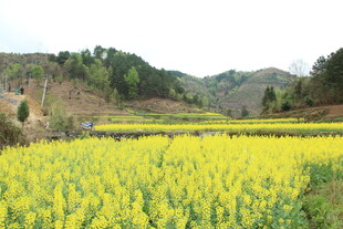 金黄油菜田 山间田园风光