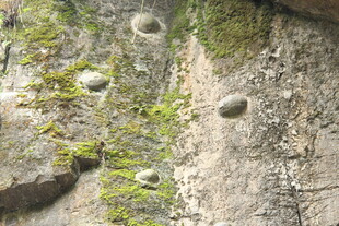 岩石上的苔藓与孔洞