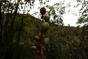 山林中的独秀植物