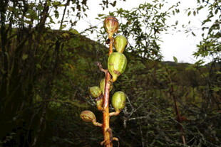 枝头的绿色果实