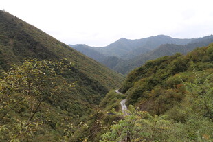 山间蜿蜒小路 绿意盎然