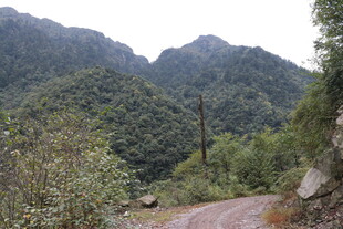 山间蜿蜒小路 绿意盎然