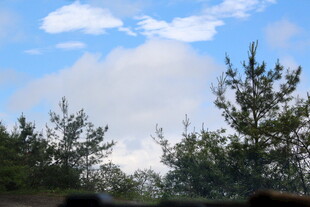 蓝天白云下的葱郁树木