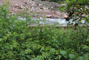 溪边繁茂绿植景观