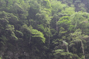 茂密葱郁的山林景观