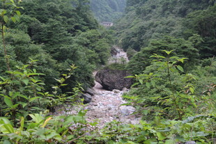 山间溪流穿林而过