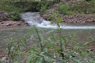 山间溪流旁的绿植景观