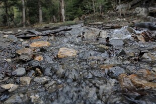 森林中杂乱的岩石与树木