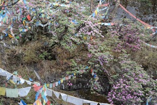 山间经幡与繁茂植被景观