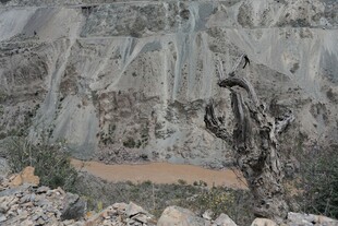 山间枯树与蜿蜒地貌景观